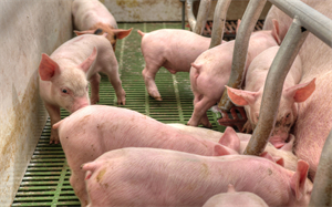 以上方法结合猪场的实际情况，可以兼顾采用。诱饲成功的标准是20日龄乳猪能够主动进食饲料。这样乳猪才有可能在哺乳期吃进更多的饲料，消化系统得到充分的锻炼，减少断奶后的应激，仔猪断奶后不掉膘，提高保育猪的成活率，提升育肥猪的养殖效益。