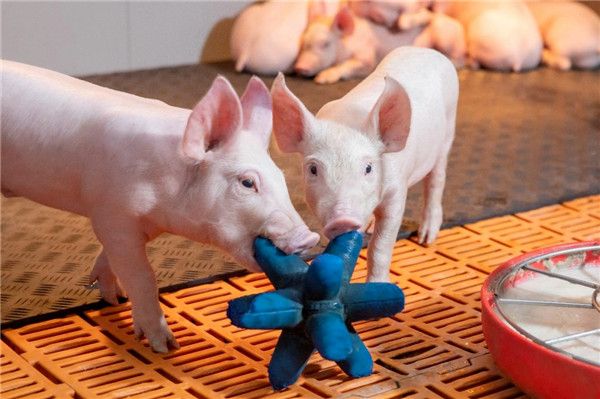 母猪能否获得高产，取决于饲喂方法掌握