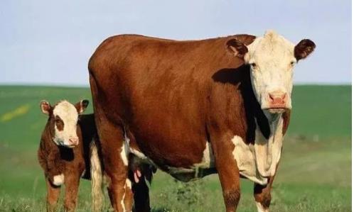 养殖黄牛吃什么饲料？如何搭配饲料？