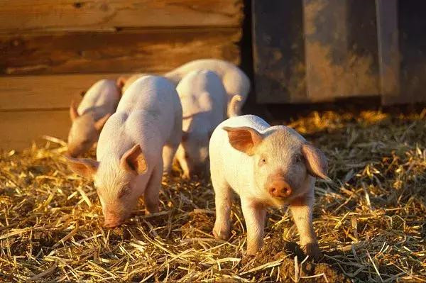 造成猪群食量突然下降的原因有哪些？