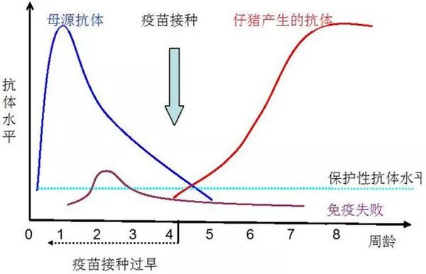 猪场疫苗免疫全攻略:必免苗与可选苗清晰划分,规模化与散养户程序详解